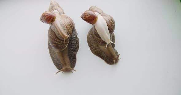 A Family of Achatina Snails  Lissachatina Fulica  Crawls on a White Background alt