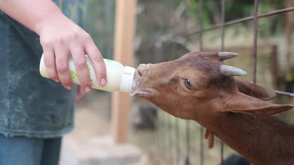 A farmer feeds a young goat with milk from a baby bottle