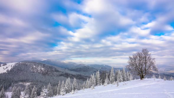 The Winter Mountain Forest alt