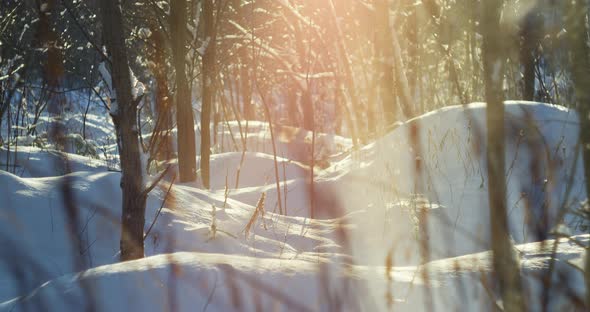 Snow in winter sparkles and shining in the sunlight in nature