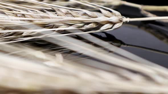 Ears of dry wheat macro on glossy surface zoom out