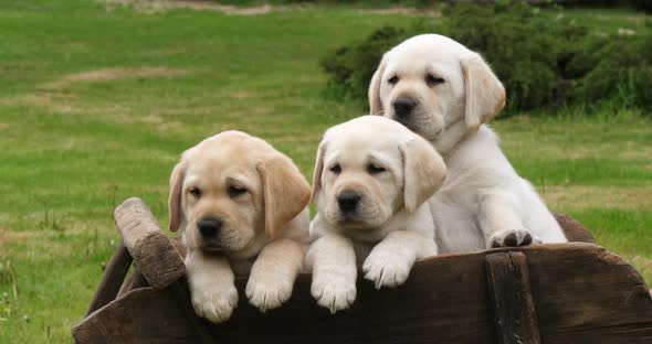 Labrador Retriever, Yellow Puppies in a Wheelbarrow, Normandy in France, Slow Motion 4K alt