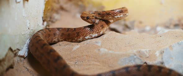 Scary viper snake lying in a rock, preparing to attack. alt