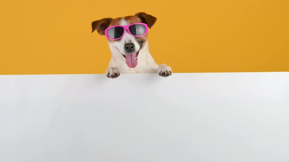 Adorable little dog in sunglasses stands with a large white banner
