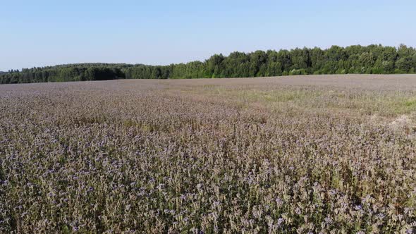 6 Flowering Field Of Phacelia