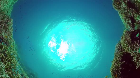 Coral Reef with Fish Underwater alt