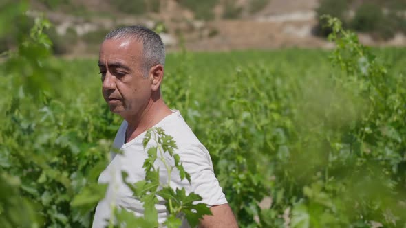 Live Camera Follows Concentrated Wine Maker Walking in Slow Motion Along Green Vinegrape Growing on alt
