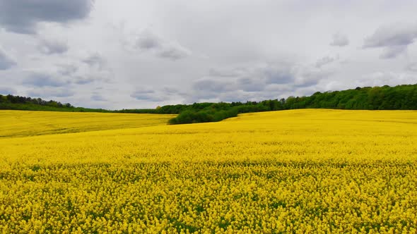 Aerial Drone Shot Drone Flying Above Blooming Rapeseed Field alt