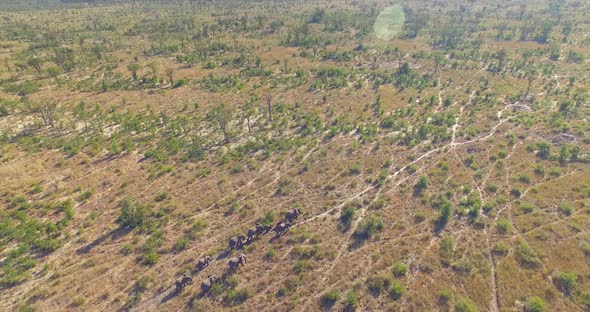 Aerial drone view of a herd of elephants wild animals in a safari in Africa plains alt