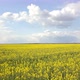 Flying Over A Field Of Yellow Rape Field - VideoHive Item for Sale