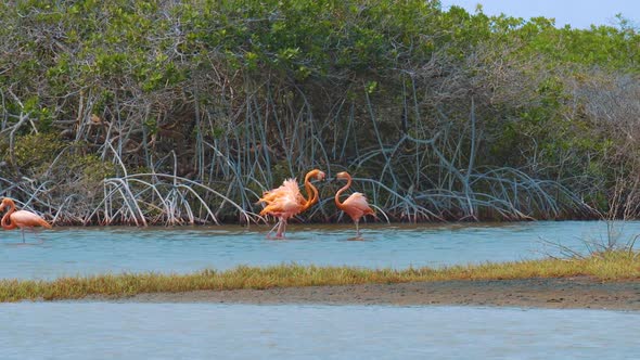 Mature Flamingos Fighting In Front Of Mangrove Trees By The River In Bonaire, Kralendijk - medium sh alt