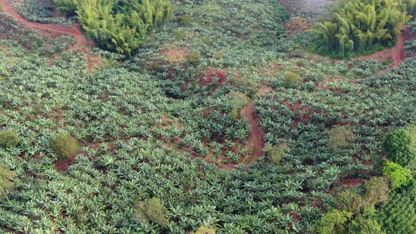 Banana and coffee plantations in the central mountain range of Colombia alt