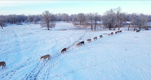 Horses walk in a row in winter