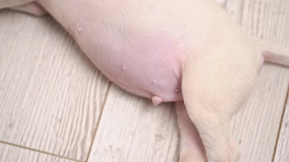 Tummy of a Mini Bull Terrier Puppy Sleeping on the Floor alt