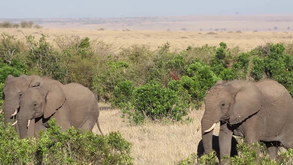 Elephant Herd in Thick Bush