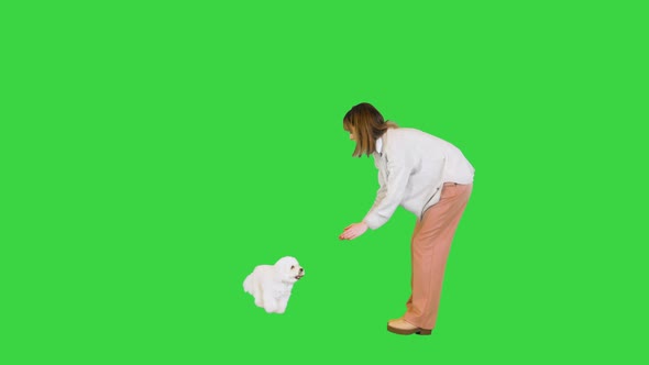 Beautiful Girl Playing with a Small Bichon Frise Dog on a Green Screen Chroma Key