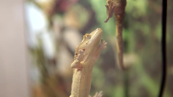 Portrait of a Small Reptile Correlophus Ciliatus or Gecko Crestate on a Cactus