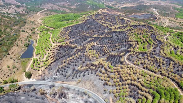 Aerial drone view of burned forest next to the road. Dark land and black trees caused by fire.