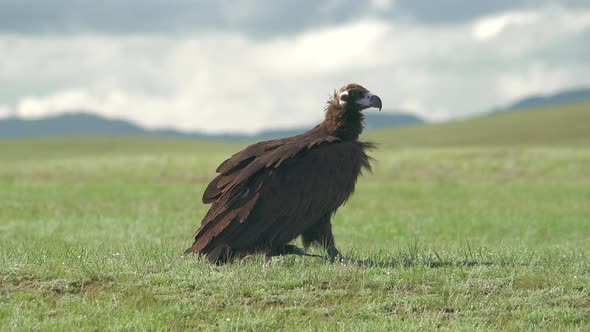 A Free Wild Cinereous Vulture in Natural Habitat of Green Pasture alt