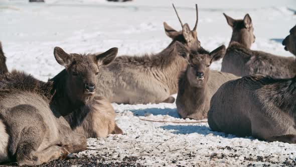 Deer Lying on Resting Place alt