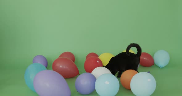 Cat looking for a present alt