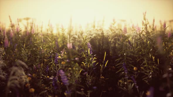 Wild Field Flowers at Summer Sunset alt