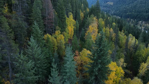 Gravel road leading through thick boreal forest filmed cinematically from above. Drone flying low an alt