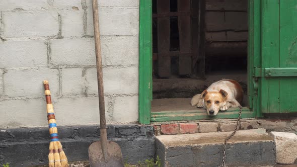A dog on a chain hides from the rain in a barn