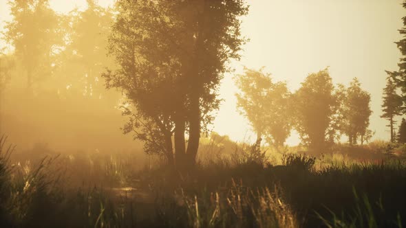 Panoramic View of the Majestic Evergreen Forest in a Morning Fog alt