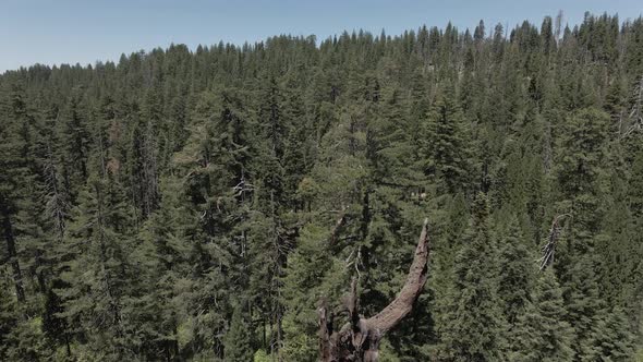 Sequoia Big Trees alt