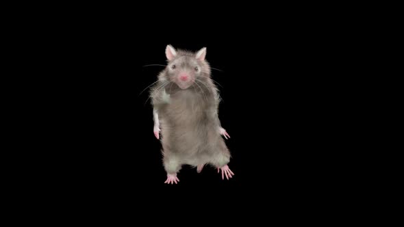 Rat Dancing Hd, Motion Graphics | VideoHive