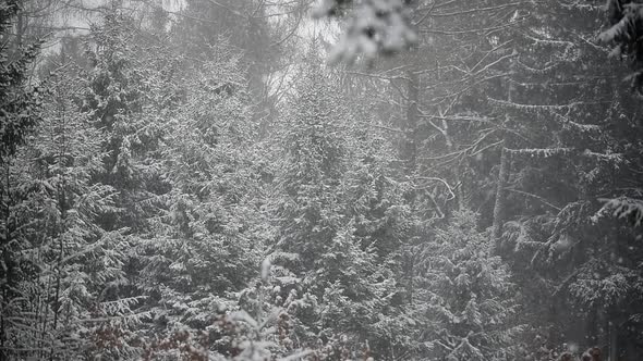 Forest In Winter