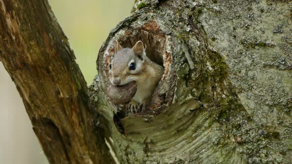 Small Sweet Squirrel Hiding In Hole Tree Chewing On Big Nut during daytime. Portrait close up shot. alt