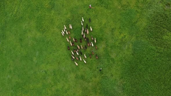 Sheep Getting Herded By Working Sheep Dog Boeder Collie Birds Eye View alt