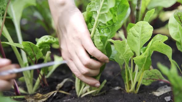 Hands Picking a Cabbage in Vegetable Gardenor Salad