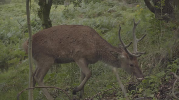 deer with long horns grazing in the forests of scotland uk. wild animal living in natural wonders alt