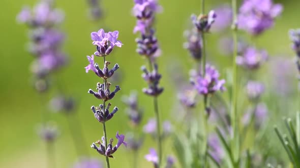 Lavenders Flowers