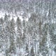 Snowy Jungle - VideoHive Item for Sale