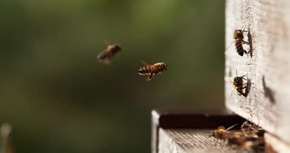 European Honey Bee, apis mellifera, Bees standing at the Entrance of The Hive, Insect in Flight alt