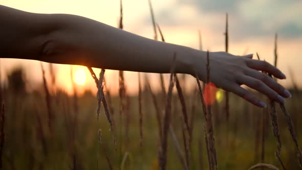 Hand Touching Grass Meadow Relaxing Morning.Wild Grass.Flowers On Nature.Summer Field. alt