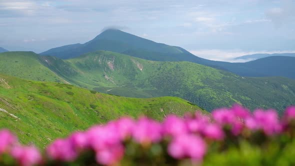 Pink Rhododendron Flowers in Mountains