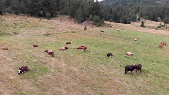 Aerial view of cows on mountain meadow