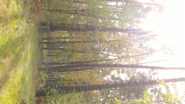Vertical Video of a Forest with Many Trees in Autumn alt