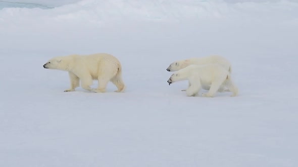 Polar Bears Walking in an Arctic