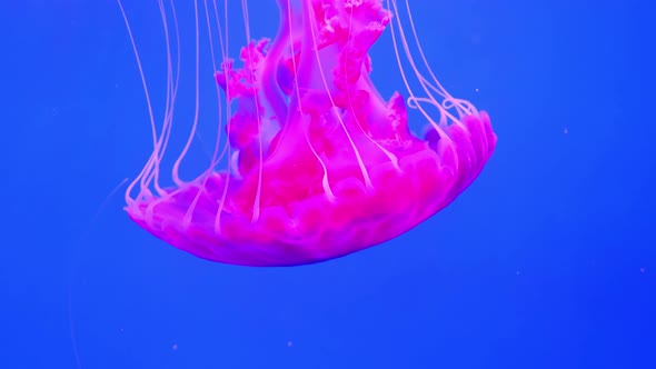 jellyfish under sea