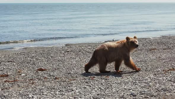 The Kamchatka Brown Bear Walks Through the Rocky Landscape alt