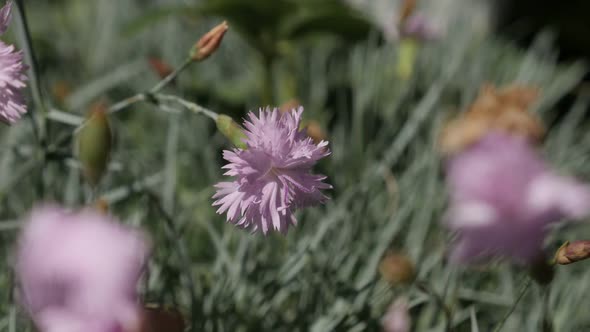 Fragrant carnation flower in the garden  slow-mo  1080p FullHD footage - Slow motion Dianthus caryop alt