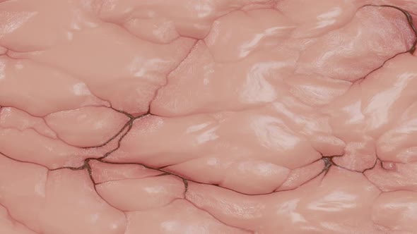 Mimic Texture Loop of Internal Organs