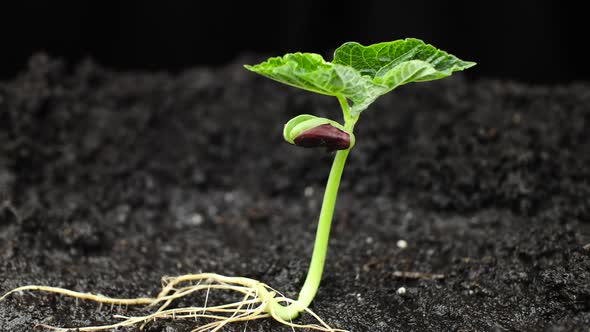 Plant Growing in Timelapse, Sprouts Germination Spring and Summer Agriculture alt