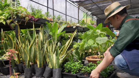4K Asian man plant shop owner caring plants and flowers in greenhouse garden. alt